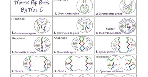 Mitosis Flip Book Diagram Masters Answer Key Reader