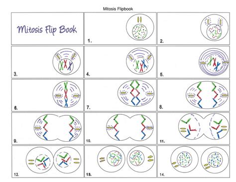 Mitosis Flip Book Printable Answers PDF