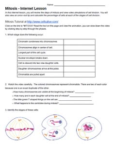 Mitosis Internet Exploration Answers PDF