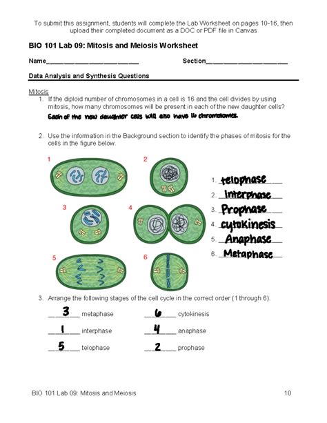 Mitosis Lab 22 Answer Key Reader