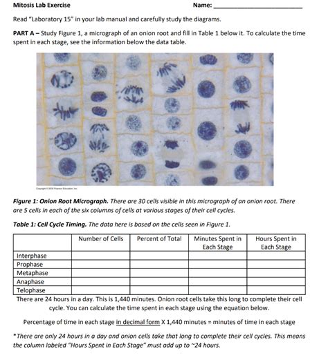 Mitosis Lab Answers PDF