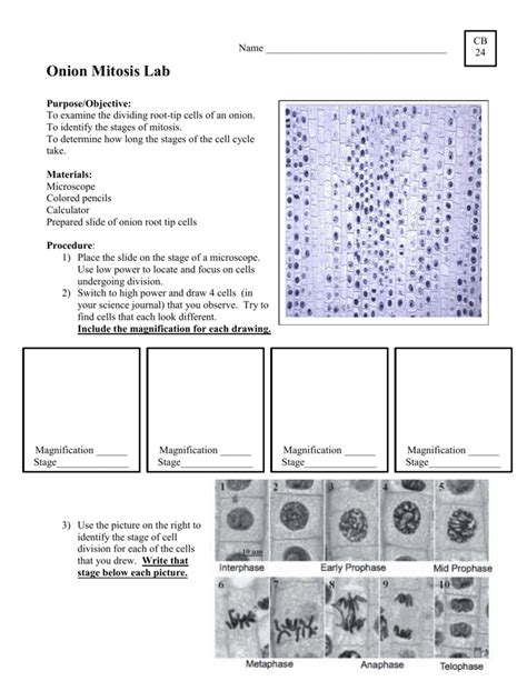 Mitosis Lab Onion Root Tip Answer Key Doc