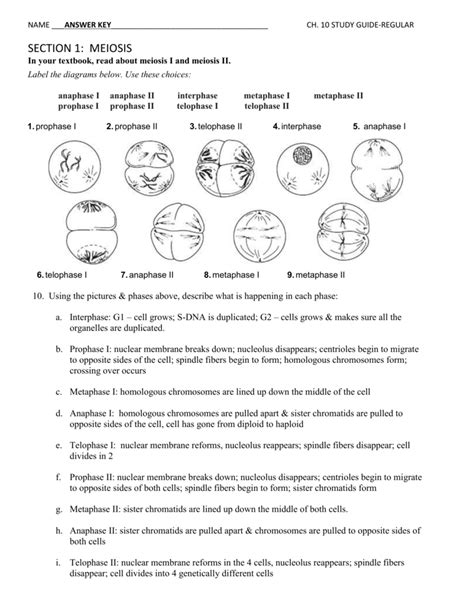Mitosis Meiosis And Fertilization Packet Answers Reader