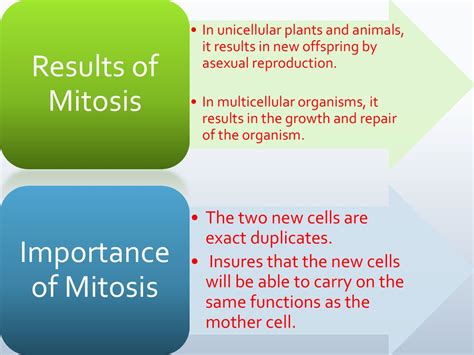 Mitosis Results In: Unraveling the Mysteries of Cellular Division