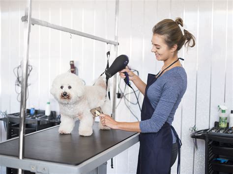 Mobile Pet Grooming: The Essential Guide for Cat Owners