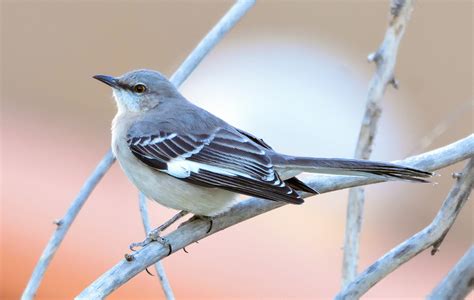 Mockingbird