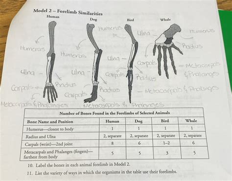 Model 2 Forelimb Similarities Answer Key Reader