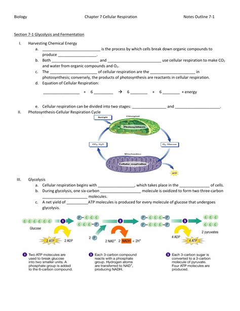 Modern Biology Chapter 7 Cellular Respiration Test Answers Kindle Editon