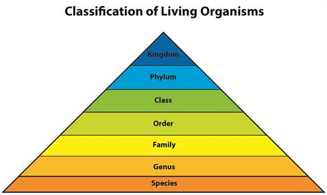 Modern Biology Skills Classification Of Organisms Answers Kindle Editon