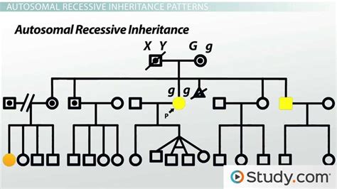 Modern Genetics Human Inheritance Answer Key Ebook Reader