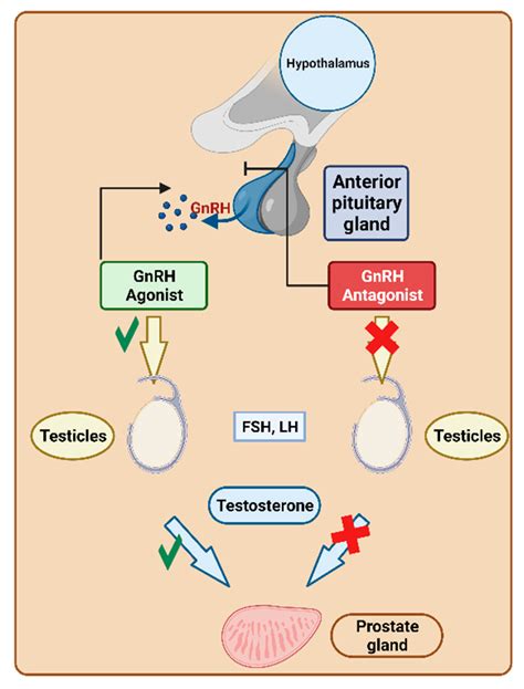 Modes of Action of GnRH and GnRH Analogs Reader