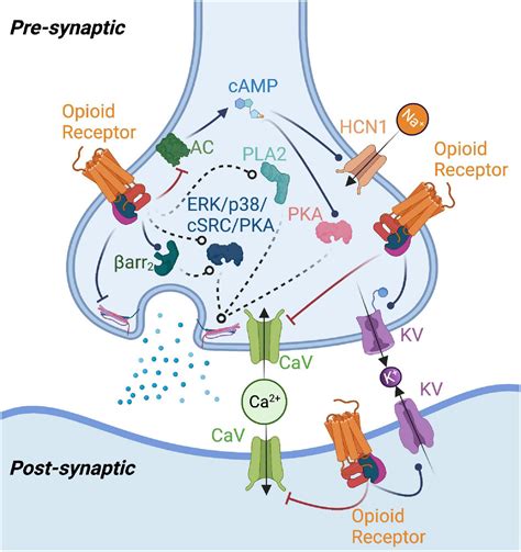 Modulates Opioid Receptors: