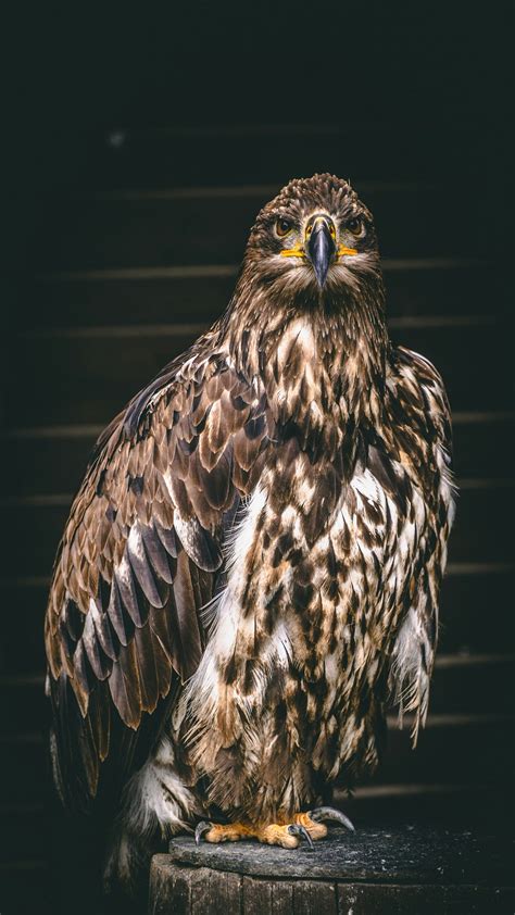 Mohawk Hawk: A Majestic Aerial Predator