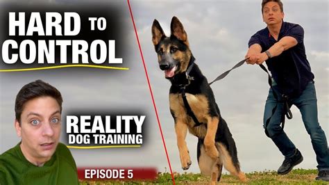 Moira Wig: A Canine Training Miracle