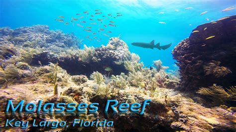 Molasses Reef Key Largo: A Paradise Under the Sea