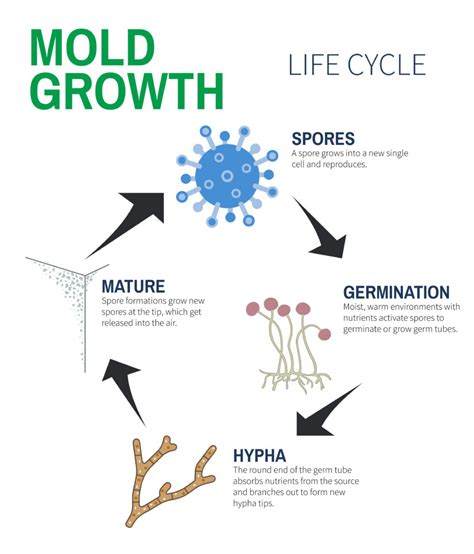 Mold Growth: