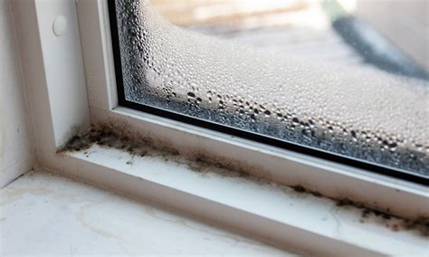 Mold on Window Sill: A Health Hazard Hiding in Your Home