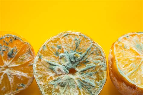 Moldy Oranges: A Culinary Paradox