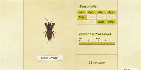 Mole Cricket: Animal Crossing's Underground Wonder