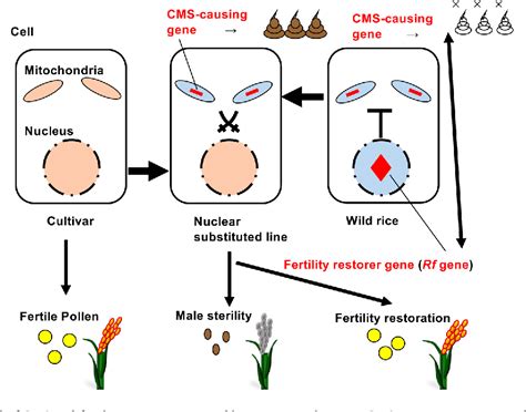 Molecular Basis of Cytoplasmic Male Sterility in Crop Plants Doc