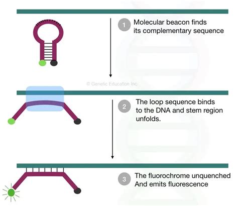 Molecular Beacons Doc