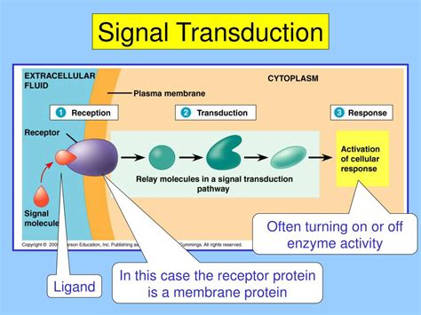 Molecular Biology of Signal Transduction Kindle Editon