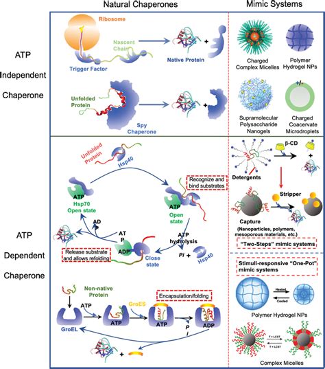 Molecular Chaperones PDF