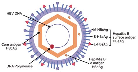 Molecular Components of Hepatitis B Virus Doc