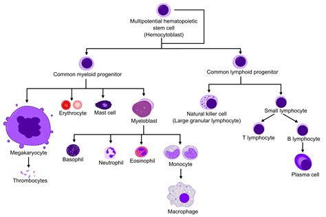 Molecular Control of Haemopoiesis Doc