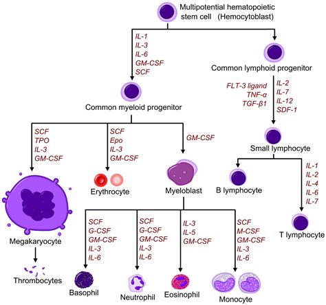 Molecular Control of Haemopoiesis Doc