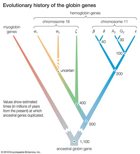 Molecular Evolution PDF