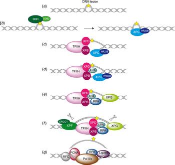 Molecular Mechanisms of Xeroderma Pigmentosum Doc