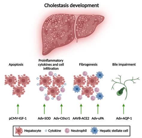 Molecular Pathogenesis of Cholestasis PDF
