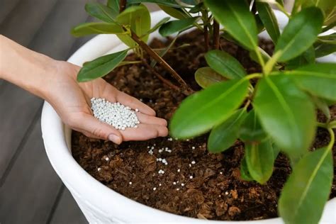 Molly Plant Fertilizing Time: An Essential Guide for Thriving Plants