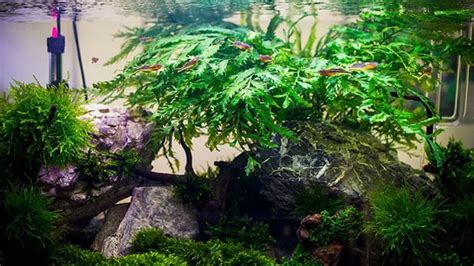 Molly Plant Fertilizing Time: When and How to Nourish Your Aquatic Beauty