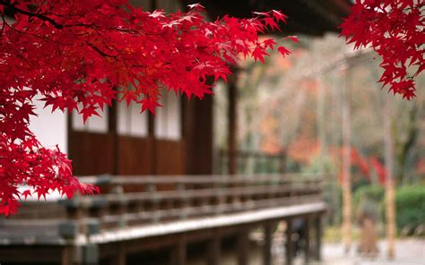 Momomizuki: The Enchanting Art of Japanese Red Leaves