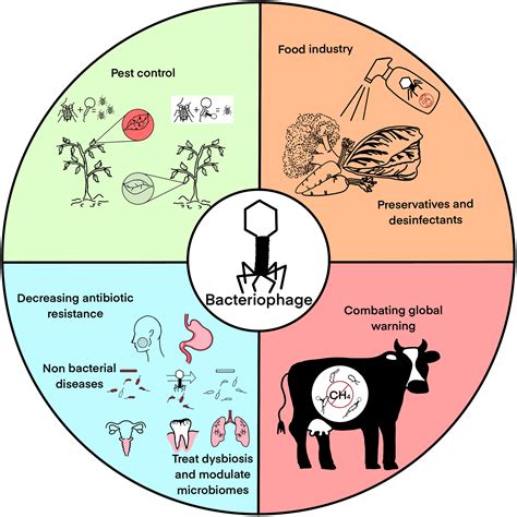 Momonogi: The Versatile Plant With Myriad Applications in Food, Medicine, and Beyond