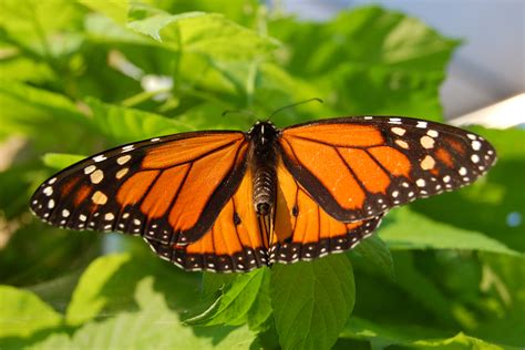 Monarch Butterfly: