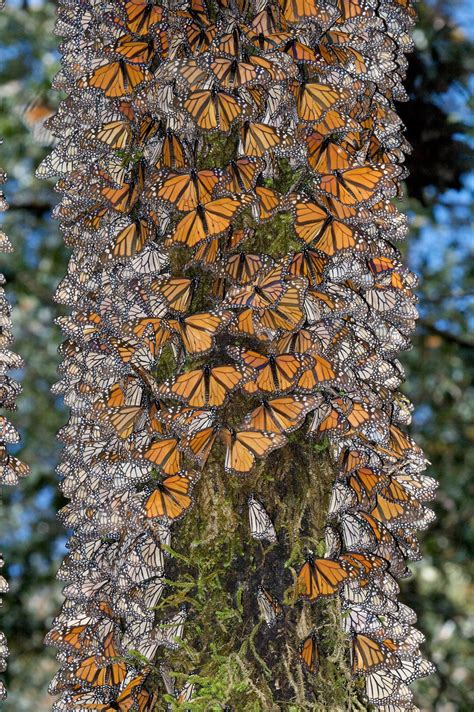 Monarchs