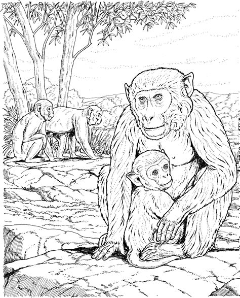 Monkey Adult Coloring Book Realistic Animal Coloring Book for Grown-ups Epub