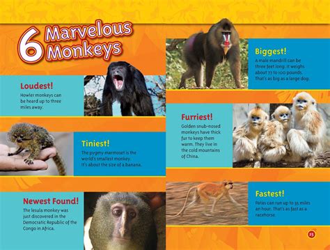 Monkey Facts and Pictures Fun Animal Photo Books for Children Kindle Editon