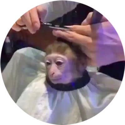 Monkey Haircut Crypto