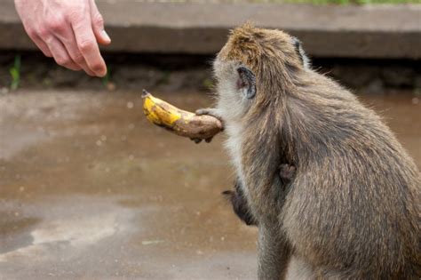 Monkey Pounding Floor: Unleashing the Power of Primates for Construction