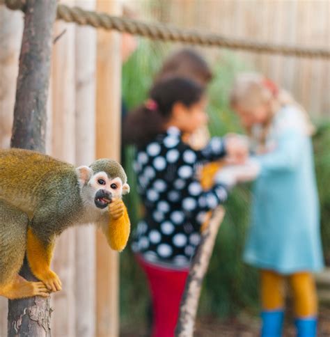 Monkey Shack: Your Ultimate Destination for Unforgettable Primate Encounters