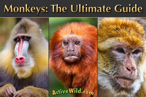 Monkey Stuff Animal: Your Ultimate Guide to 57 Intriguing Facts