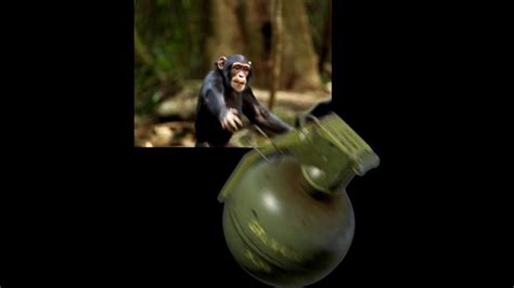 Monkey Throwing Grenade: The Astonishing Story of Simian Warfare