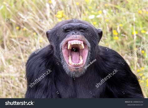 Monkey With Mouth Open: A Symbol of Surprise and Wonder