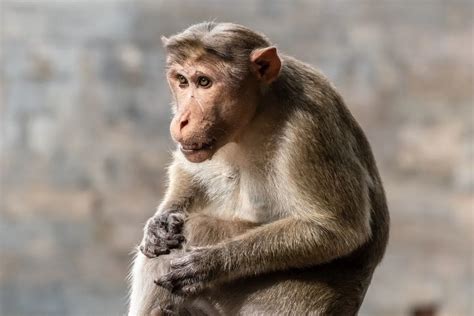 Monkey with Wig: A Comprehensive Guide to the Fascinating Phenomenon