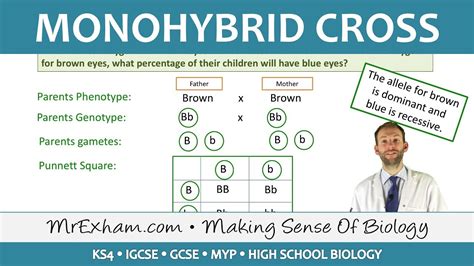 Monohybrid Cross Practical With Answers Doc