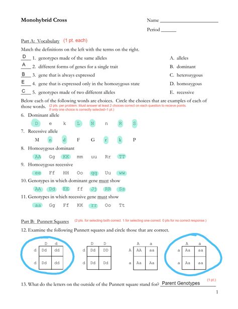 Monohybrid Cross Worksheet Answers PDF